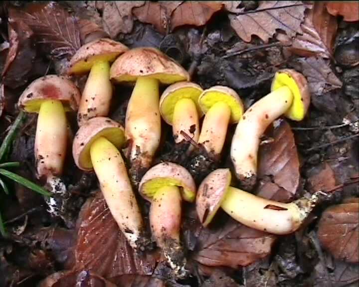 Funghi poco comuni:-  Aureoboletus gentilis